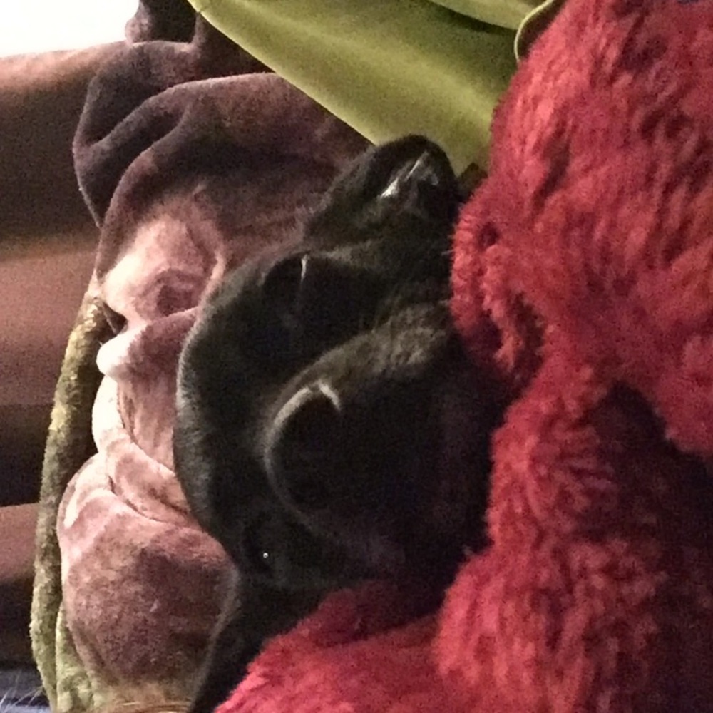 Meet your Posher, Amber